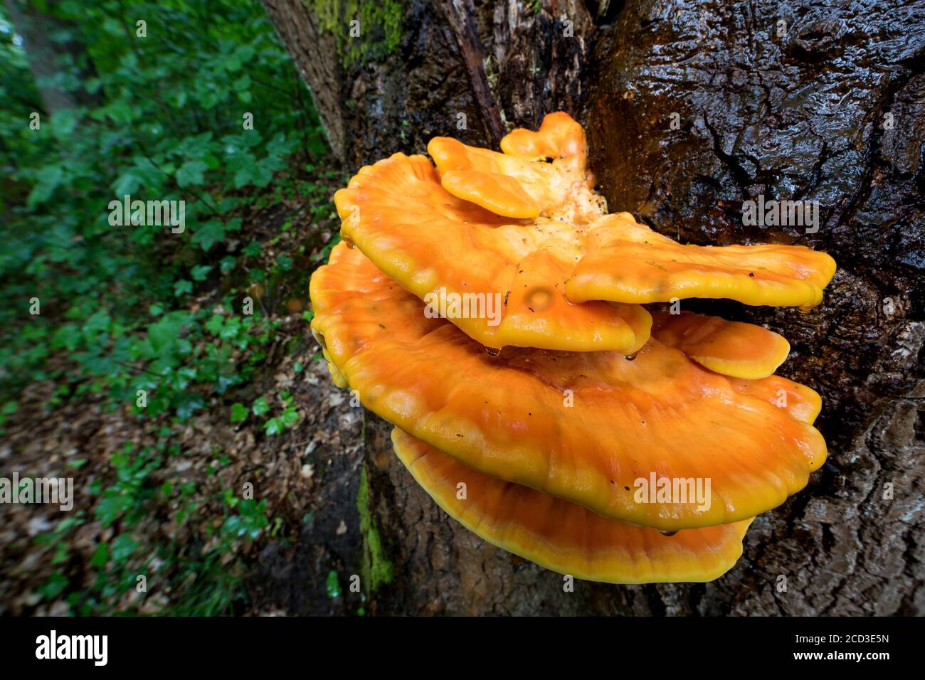 Das Huhn des Waldes, Aulphur polypore, Schwefel-Regal (Laetiporus sulfureus), Fruchtkörper am Eichenstamm, Deutschland Stockfoto