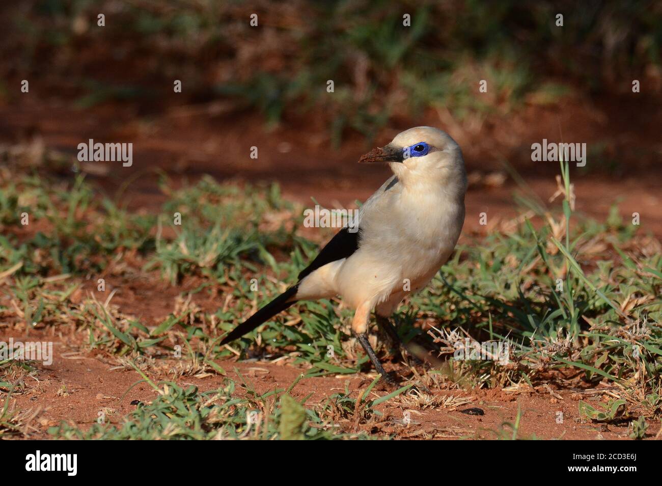 Stresemanns Buschkrähe, Abessinier-Pastete, Bush-Krähe, äthiopischer Buschkrähe (Zavattariornis stresemanni), auf dem Boden stehend, Äthiopien, Yabello Stockfoto