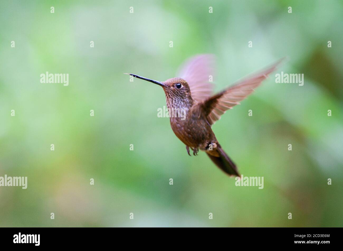 Bronze inca (Coeligena coeligena), schwebend in der Luft in feuchten Bergwald, Ecuador, Anden Stockfoto