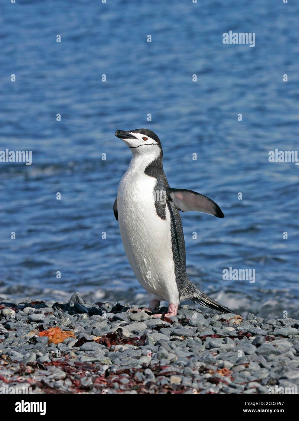 Bärtiger Pinguin, Kinnriemen-Pinguin (Pygoscelis antarctica, Pygoscelis antarcticus), stehend am Kiesstrand mit ausgestreckten Flügeln, Seitenansicht, Stockfoto