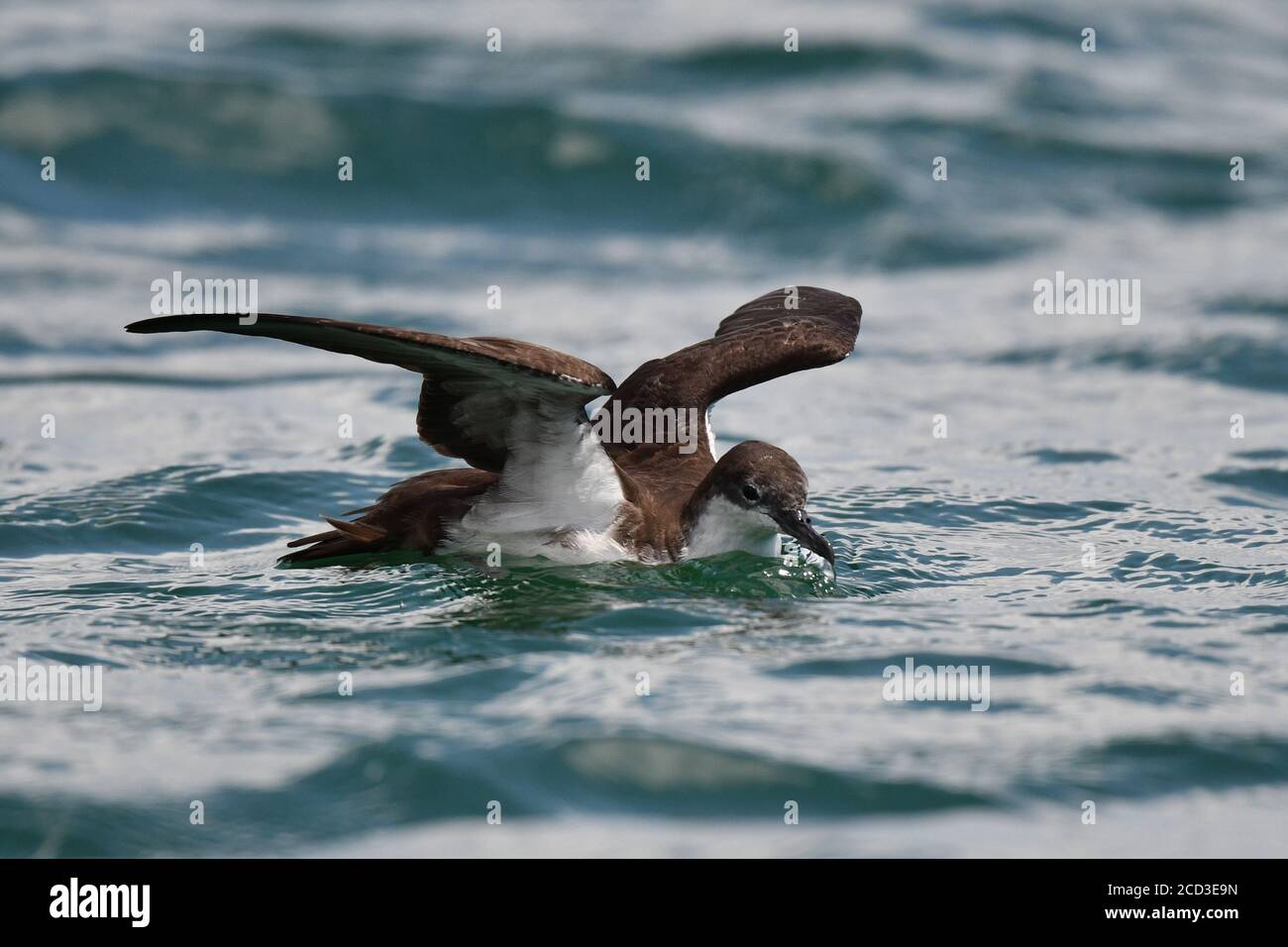 Galapagos Shearwater (Puffinus subalaris), endemischer Züchter des Archipels, Nahrungssuche auf See, Ecuador, Galapagos Inseln Stockfoto