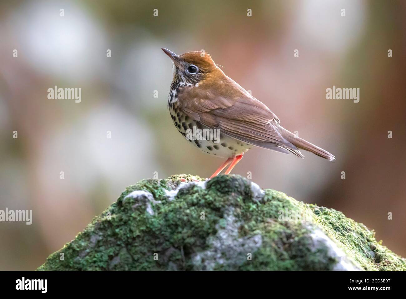 Holzdrossel (Hylocichla mustelina), auf einem Moos bedeckten Felsen thronend, Seitenansicht, Portugal, Azoren, Corvo Stockfoto