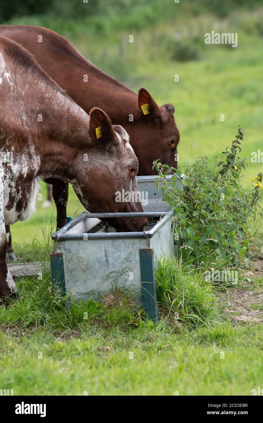 Milchrinder an einem Wassertrog auf einem Bio-Bauernhof, Yorkshire, Großbritannien. Stockfoto