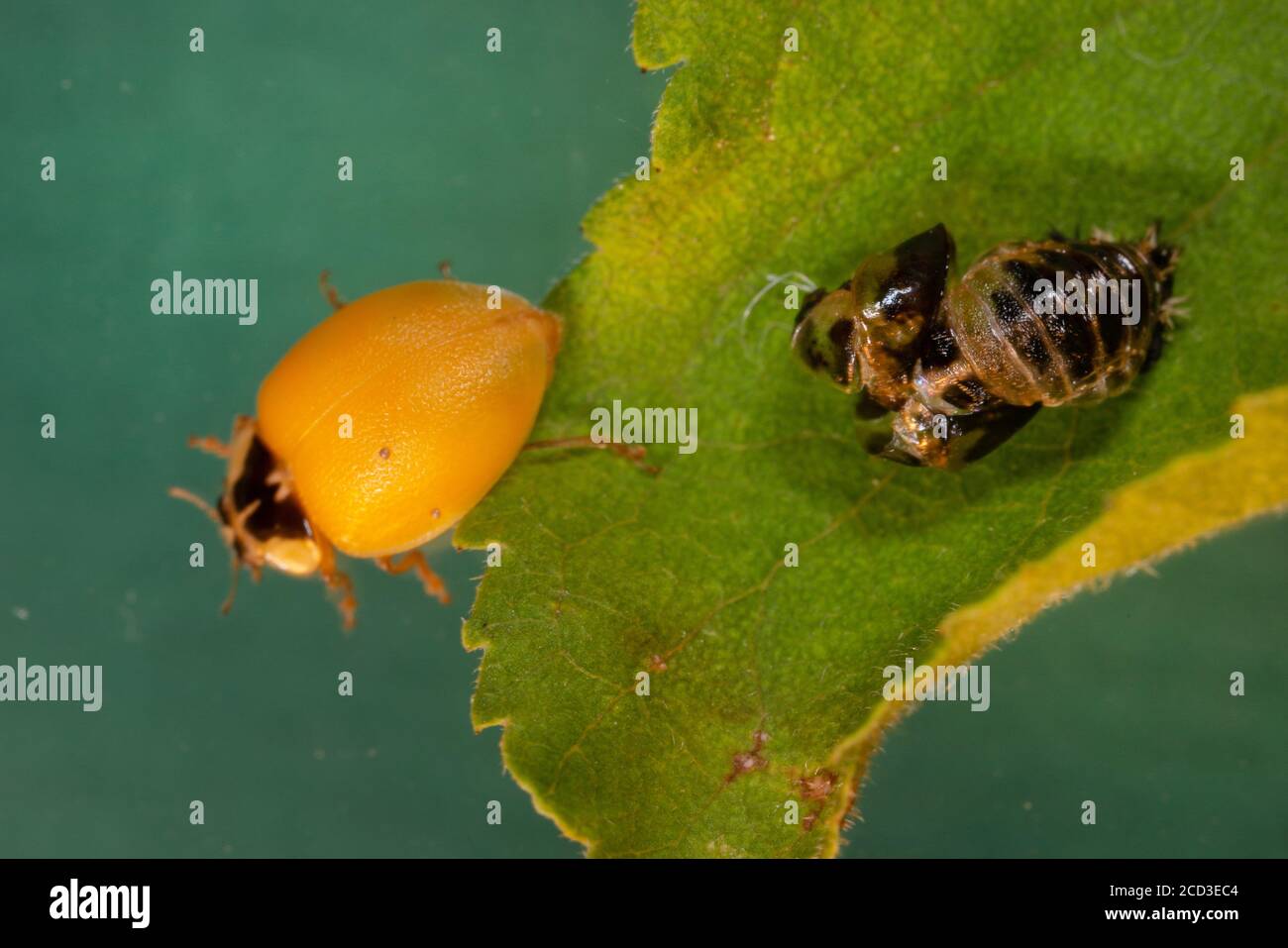 Mehrfarbiger asiatischer Käfer (Harmonia axyridis), unmittelbar nach dem Schlupf mit Exuvia, Deutschland, Bayern Stockfoto