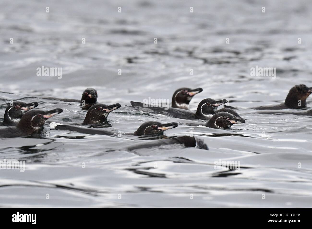 Galapagos-Pinguin (Spheniscus mendiculus), Gruppenschwimmen im Meer, Ecuador, Galapagos-Inseln Stockfoto