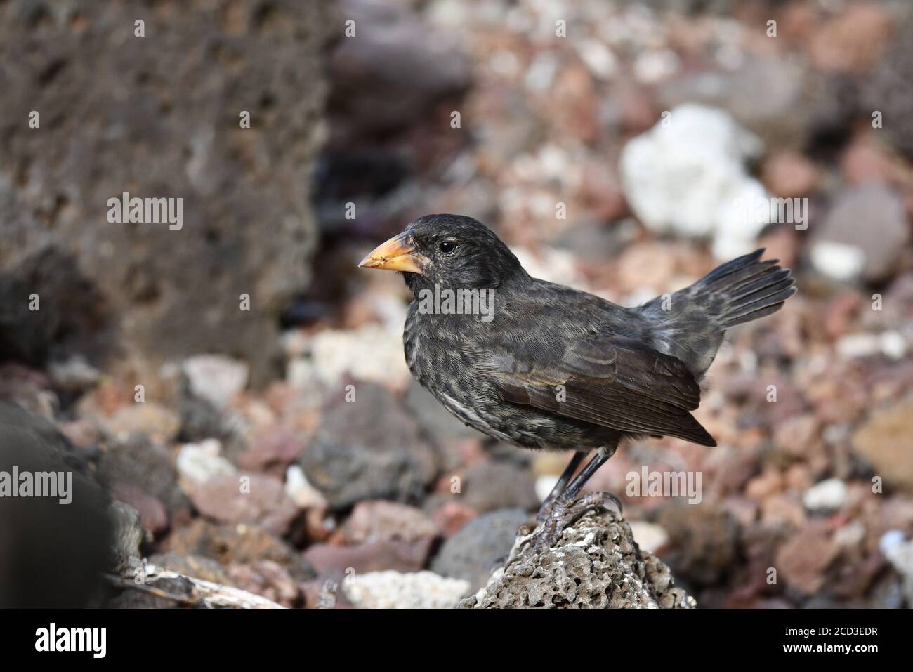 Kaktusfink (Geospiza scandens intermedia, Geospiza intermedia), auf dem Boden stehend, Ecuador, Galapagos-Inseln, Santa Cruz Stockfoto