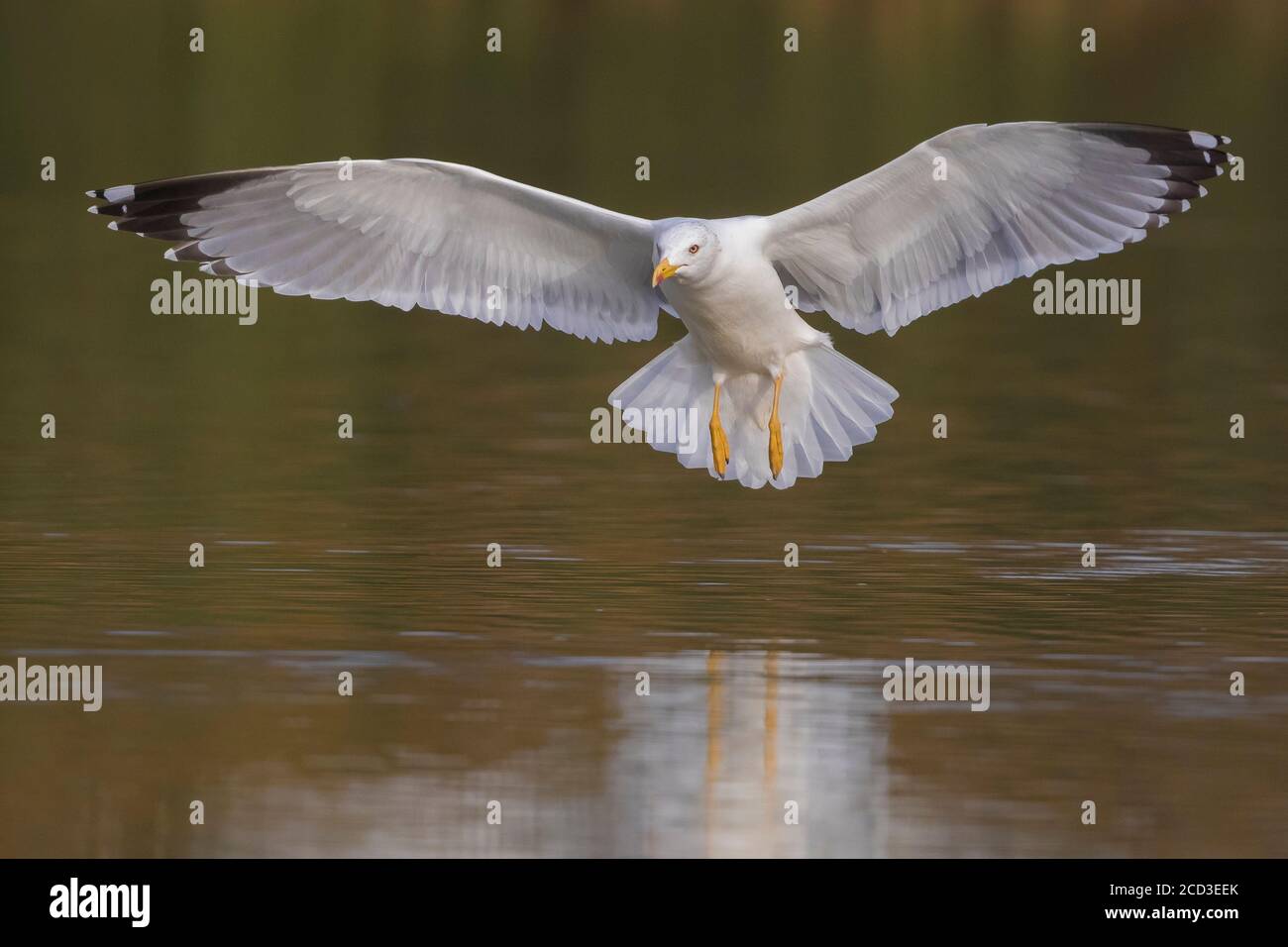 Gelbbeinmöwe (Larus michahellis, Larus cachinnans michahellis), im Landflug über dem Wasser, Vorderansicht, Italien Stockfoto