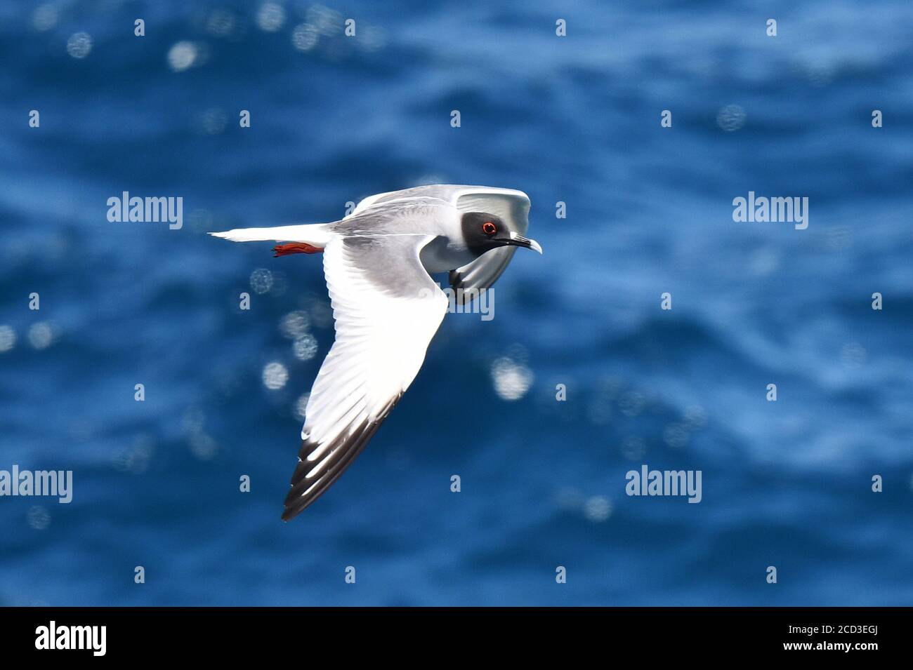Schwalbenschwanzmöwe (Creagrus furcatus), Erwachsene im Flug über dem Ozean, von oben gesehen, Ecuador, Galapagos-Inseln Stockfoto Schwalbenschwanzmöwe (Creagrus furcatus), Erwachsene im Flug über dem Ozean, von oben gesehen, Ecuador, Galapagos-Inseln Stockfoto