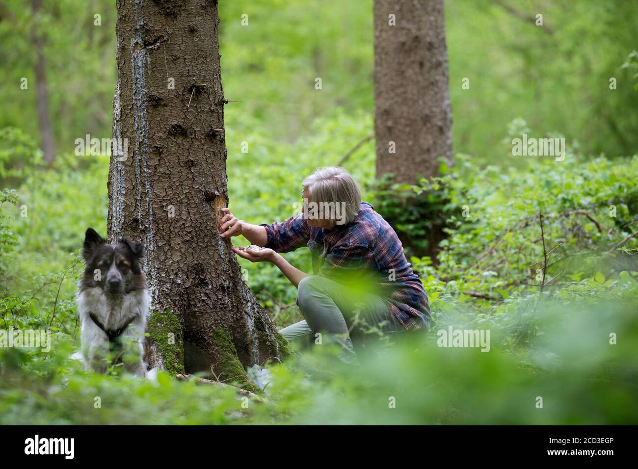 Norwegen Fichte (Picea abies), Ernte von Baumgummi, Deutschland Stockfoto