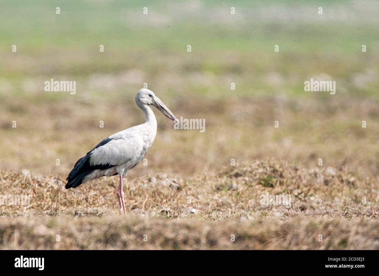 Asiatischer Storch mit offenem Schnabel (Anastomus oscitans), auf landwirtschaftlichem Boden stehend, Indien Stockfoto