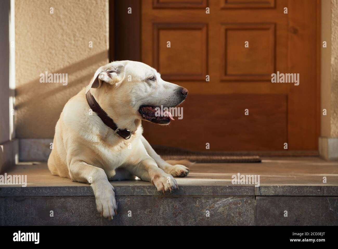 Netter Hund gegen die Tür. Alter labrador Retriver, der vor dem Haus ruht. Stockfoto