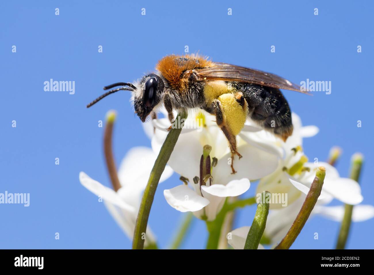 Bergbaubiene (Andrena haemorrhoe, Andrena albicans), weiblich, Blütenbesuch bei Knoblauchsenf, Deutschland Stockfoto