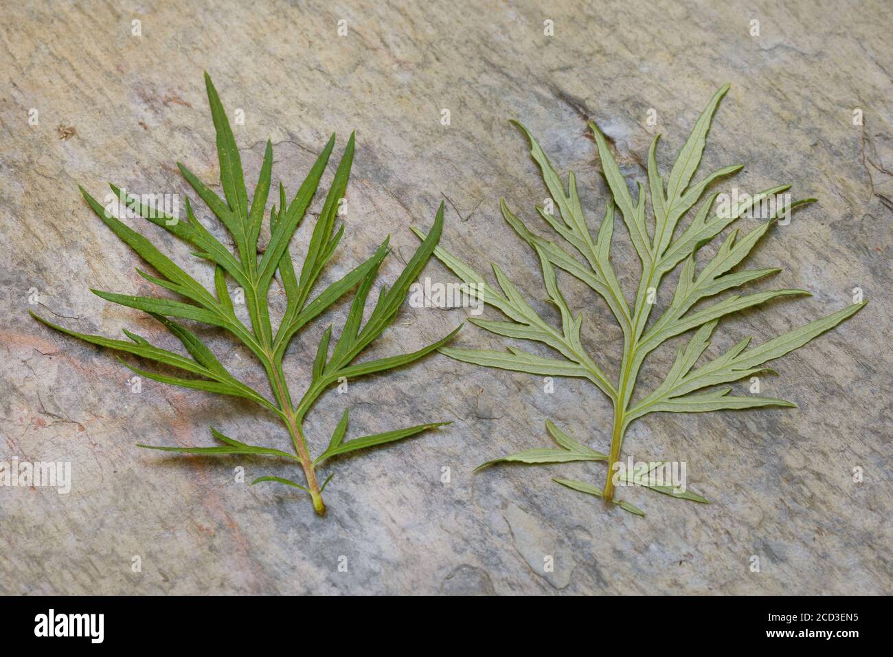 Beifuß, gemeiner Wermut (Artemisia vulgaris), Blätter, Ober- und Unterseite, Deutschland Stockfoto