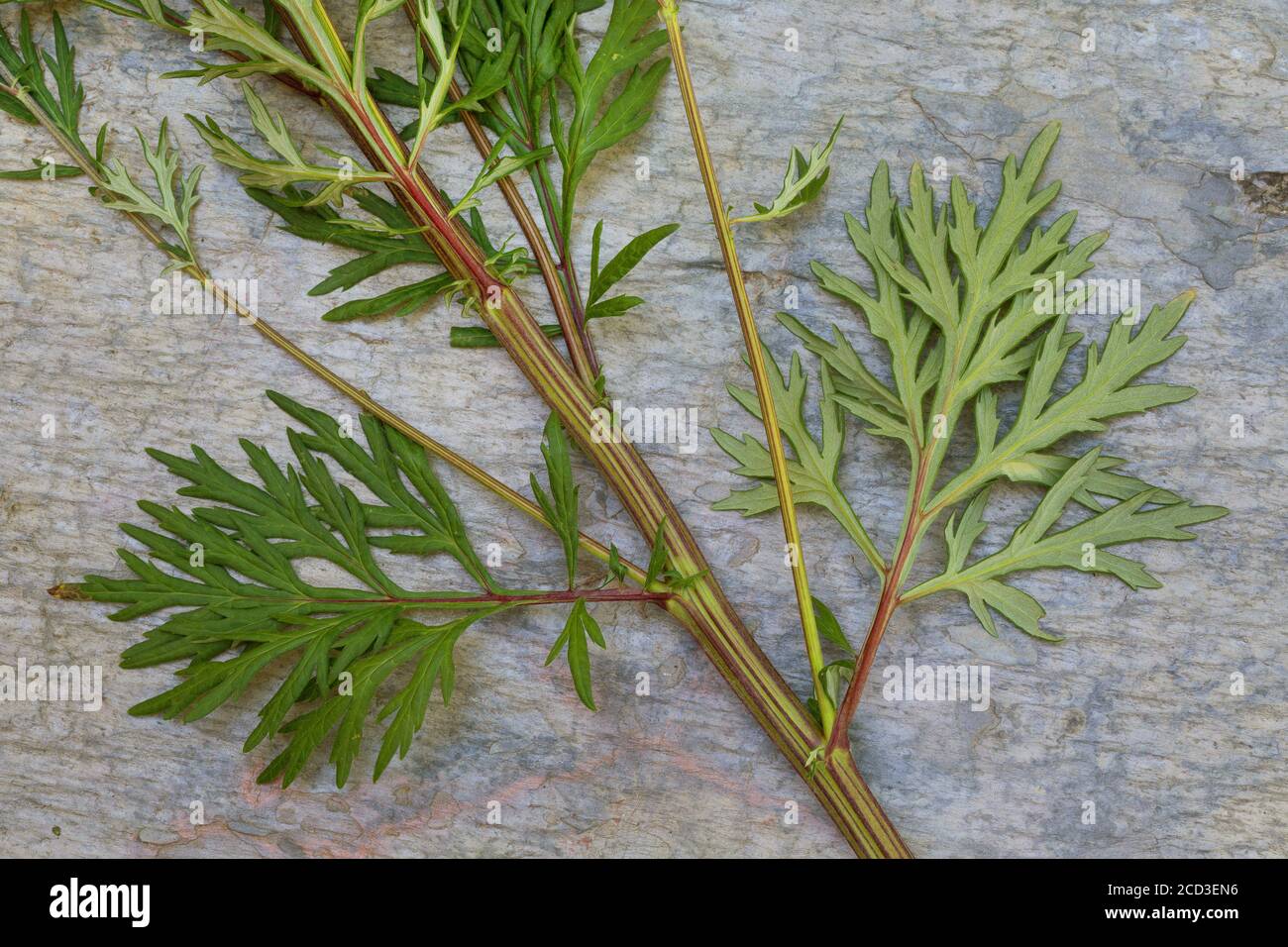 Beifuß, gemeiner Wermut (Artemisia vulgaris), Blätter, Ober- und Unterseite, Deutschland Stockfoto