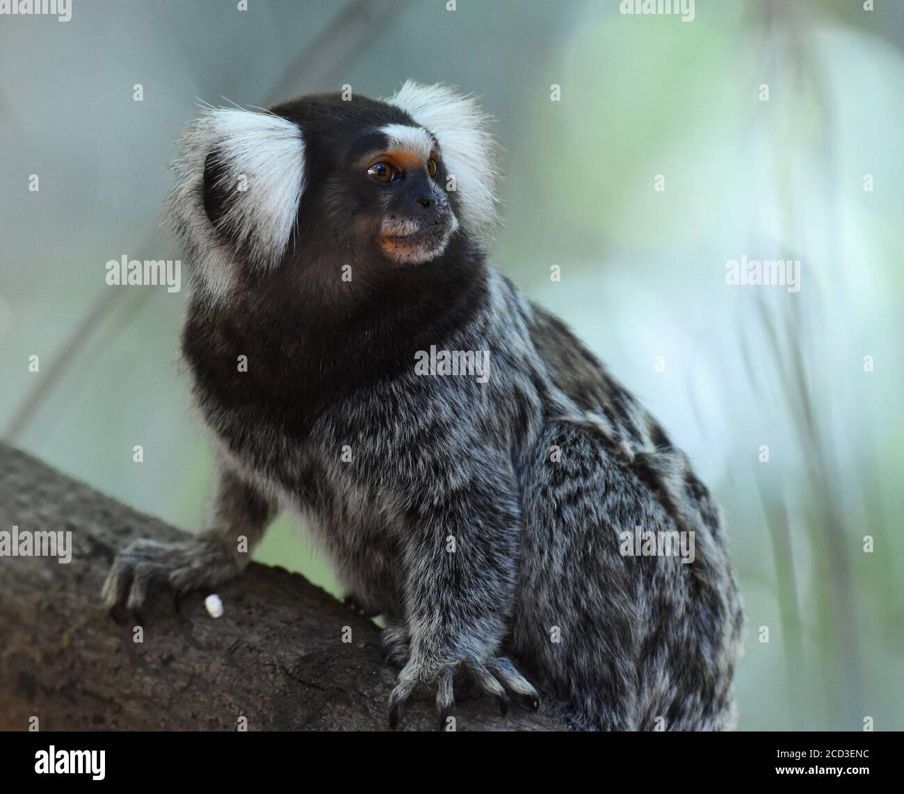 Buffy-tufted Marmoset, Buffy tufted-ohr, White-ohred Marmoset (Callithrix aurita), Barching auf einem Ast, Seitenansicht, Brasilien, Arajara Parque Stockfoto
