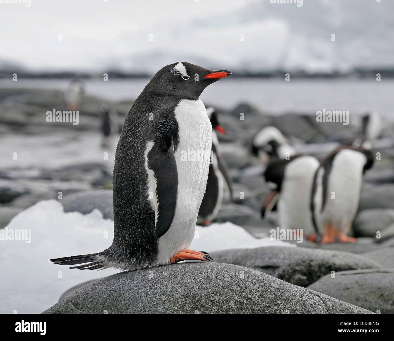 gentoo Pinguin (Pygoscelis papua), sitzt auf einem Felsen mit anderen Pinguinen im Hintergrund, Antarktis Stockfoto