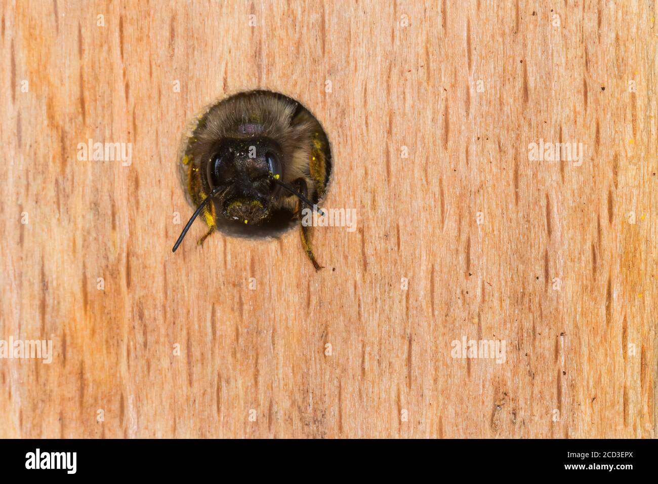 Rote Maurerbiene (Osmia rufa, Osmia bicornis), Weibchen im Nestloch, Deutschland Stockfoto