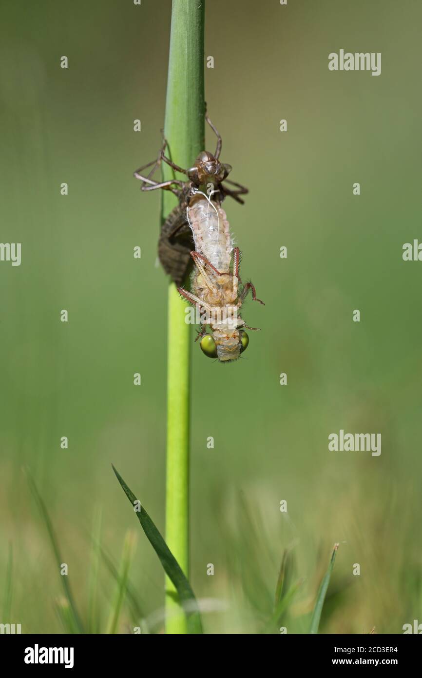 Großer Weißgesicht-Rotbarsch, gelbfleckiges weißkraut (Leucorrhinia pectoralis, Leucorhinia pectoralis), Schraffur, Serienbild 1/10, Weerribben Stockfoto