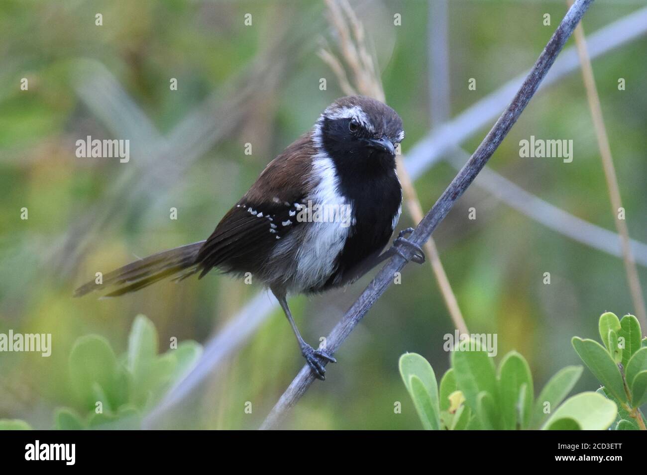 Sincora Antwren (Formicivora grantsaui), Männchen in einem niedrigen Busch, beschrieben als eine neue Art für die Wissenschaft in 2007, Brasilien, Chapada Diamantina Stockfoto