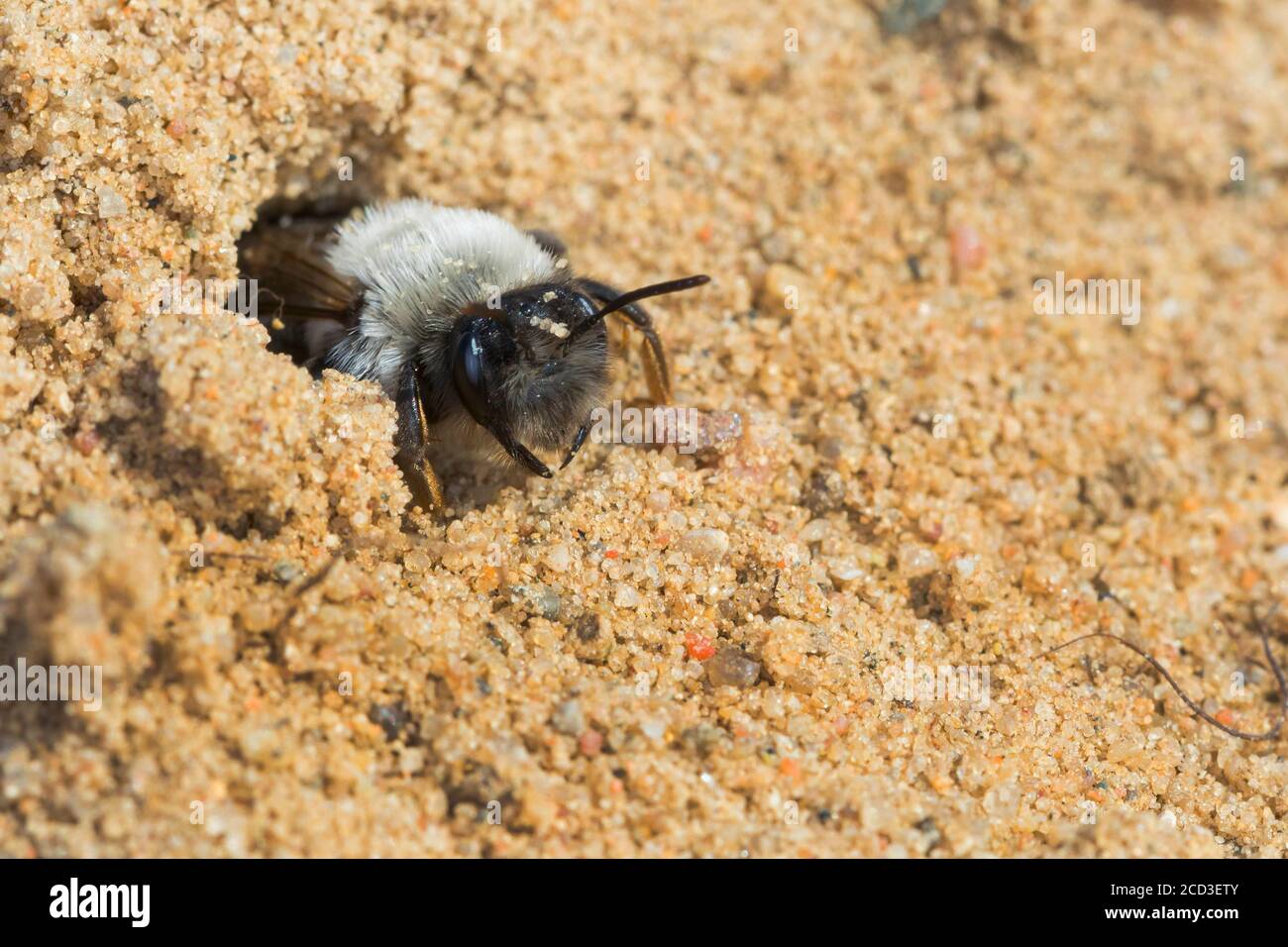 Graurückenbiene (Andrena vaga, Andrena ovina), Weibchen im Nestloch im Sandboden, Deutschland Stockfoto