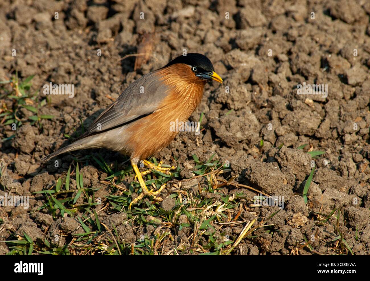 Schwarzkopfstarling, Brahminy Myna (Sturnus pagodarum, Sturnia pagodarum), auf dem Boden stehend in der ländlichen Gegend Brahminy Myna, Indien Stockfoto