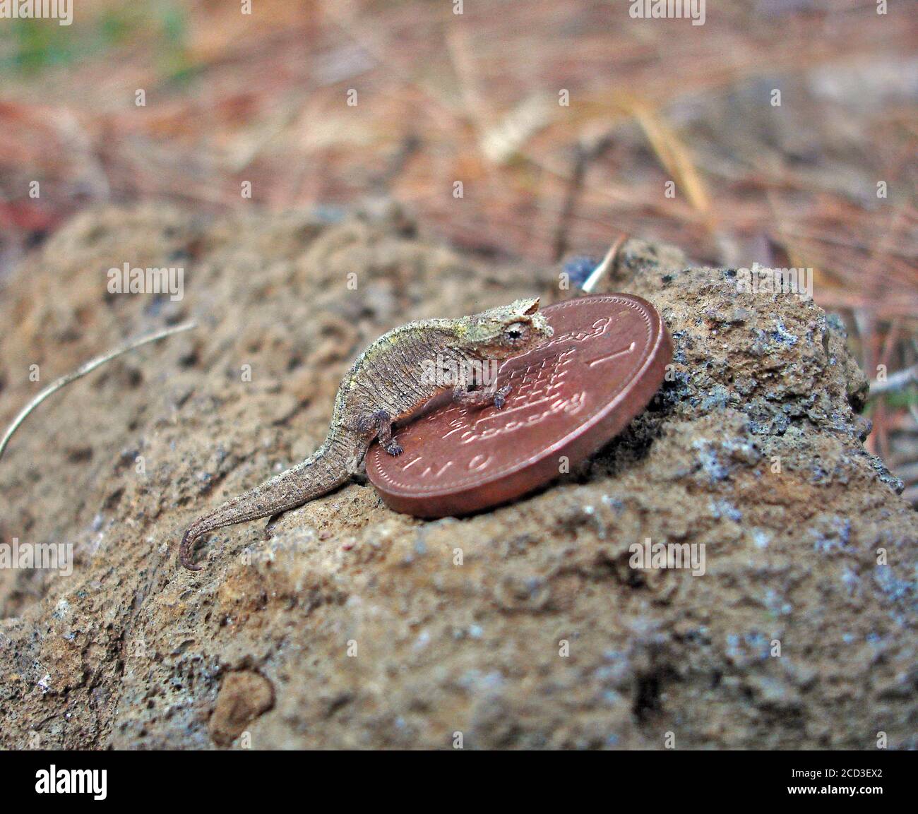 Zwergchamäleon, Zwergchamäleon, MadagaskarZwergchamäleon (Brookesia minima), die zweitkleinste Eidechse, endemisch auf der Insel Nosy be, vor der Stockfoto