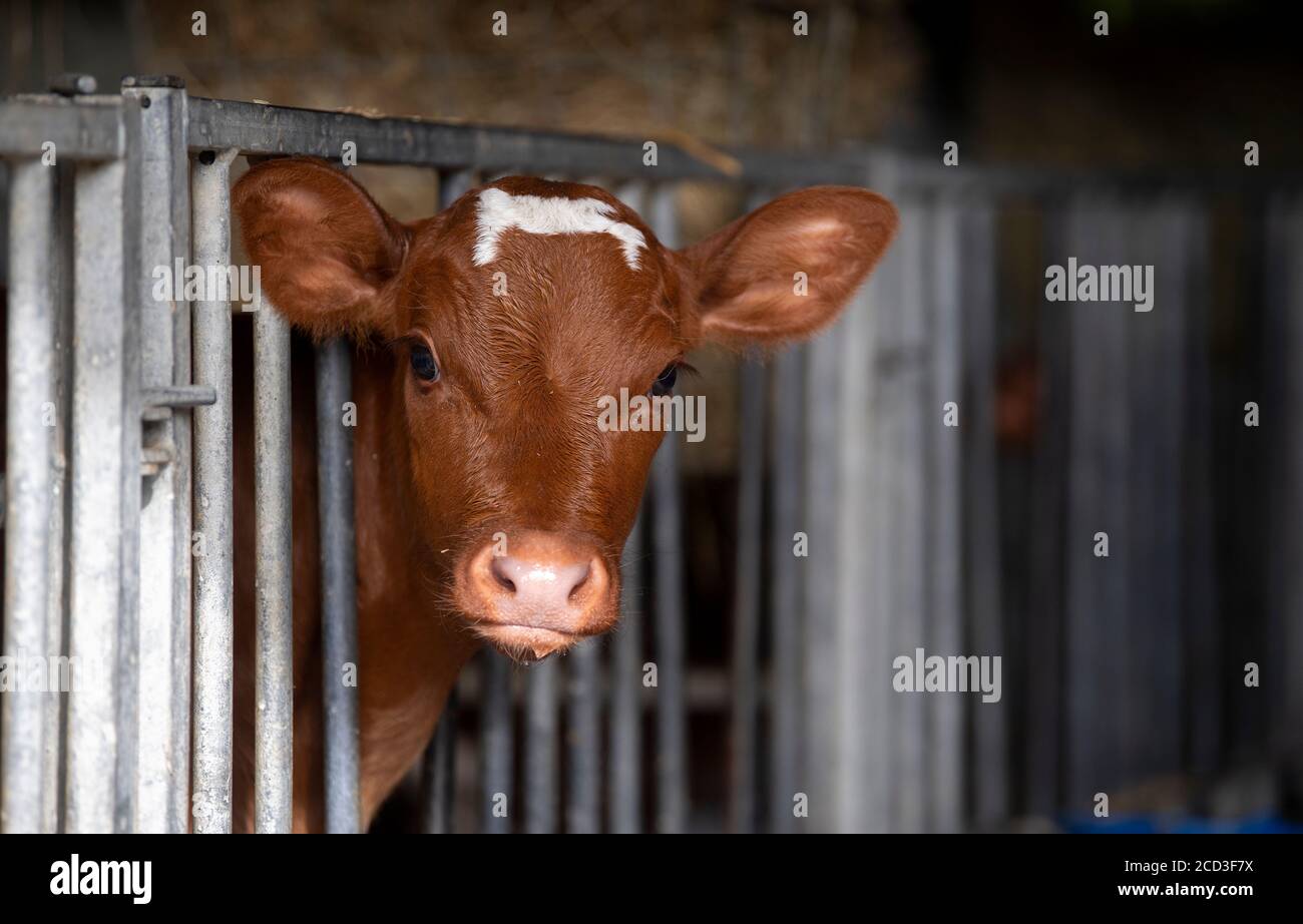 Young Dairy Shorthorn Kalb aus der Feder auf einem Bio-Bauernhof, Yorkshire, Großbritannien. Stockfoto