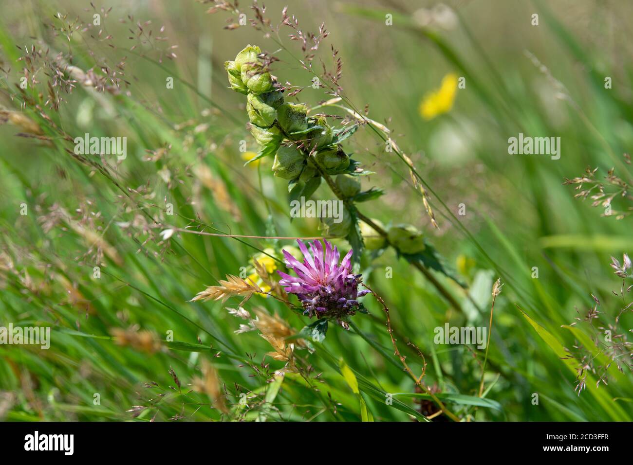 Traditionelle Wildblumenwiese in Blüte, North Yorkshire, Großbritannien. Stockfoto