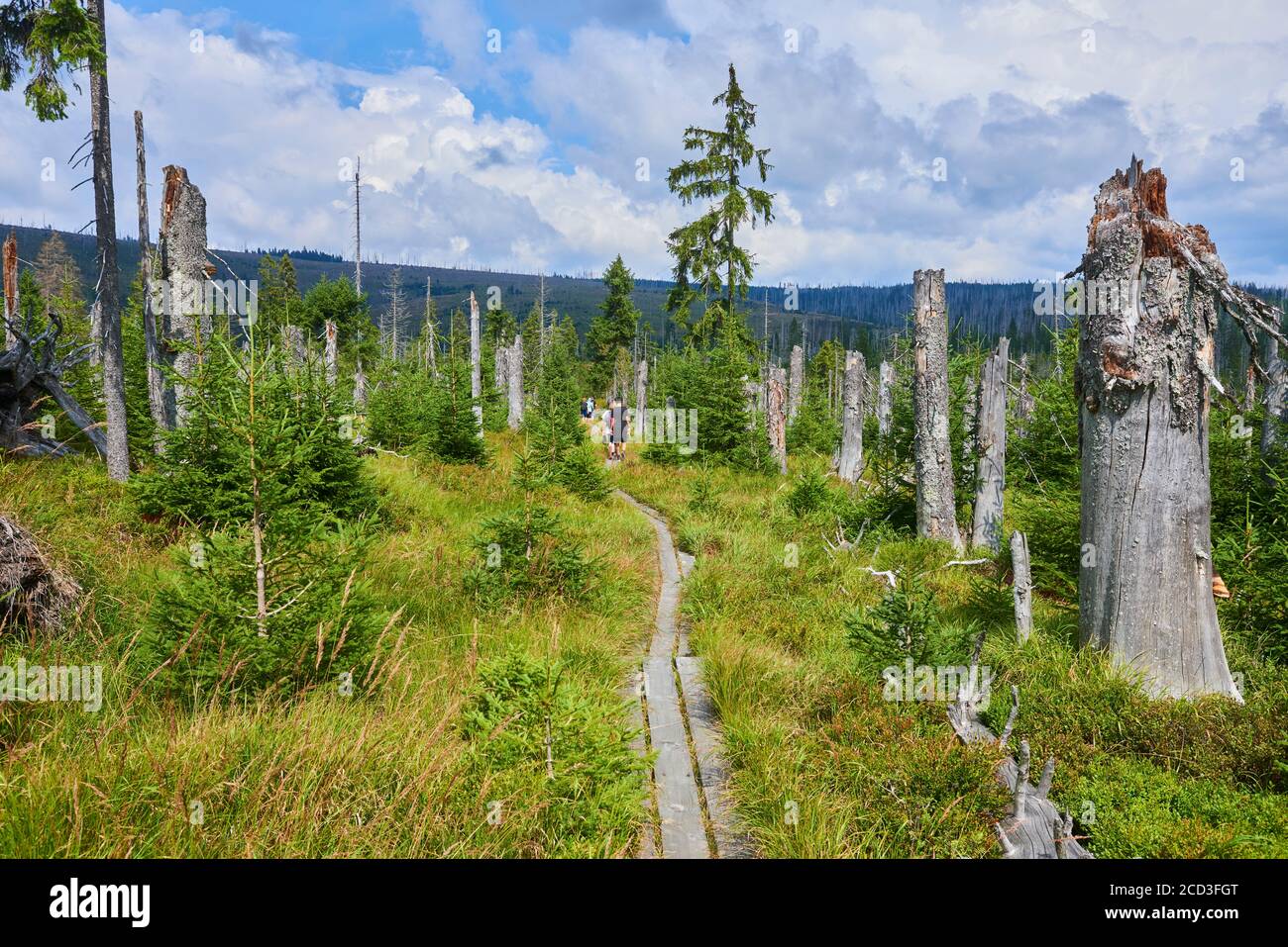 Sümpfe und kleine Seen im Gebiet Latschenfilz, Nationalpark Bayerischer Wald, Deutschland. Toter Wald und natürliche Waldregeneration ohne menschliches Intervent Stockfoto