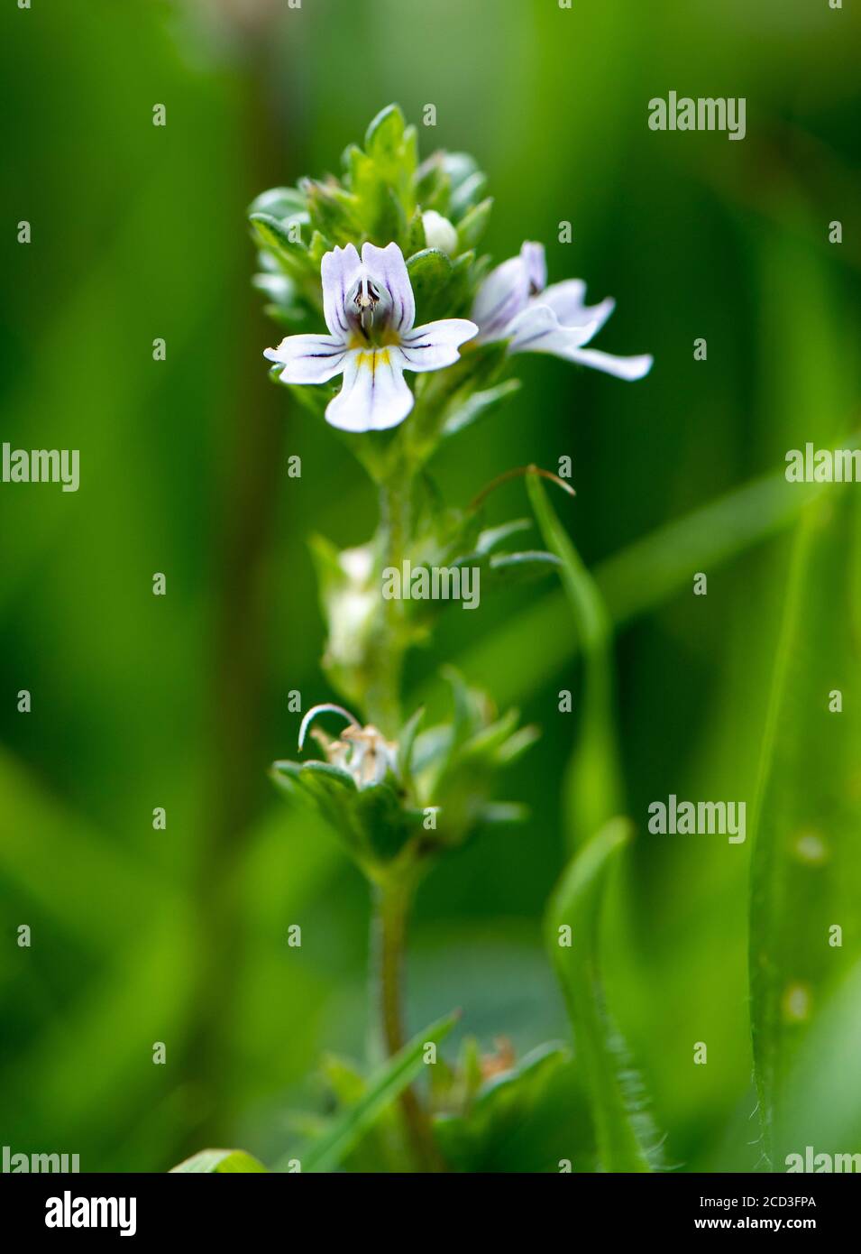 Nahaufnahme von Eyebright, Euphrasia officinalis blühend, in einer traditionellen Heuwiese, North Yorkshire, UK. Natürliche Wiesenlandschaft. Stockfoto