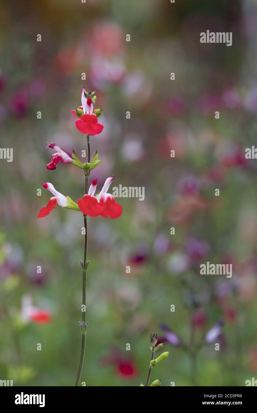 Salvia x jamensis Hot Lips Pflanze. Stockfoto