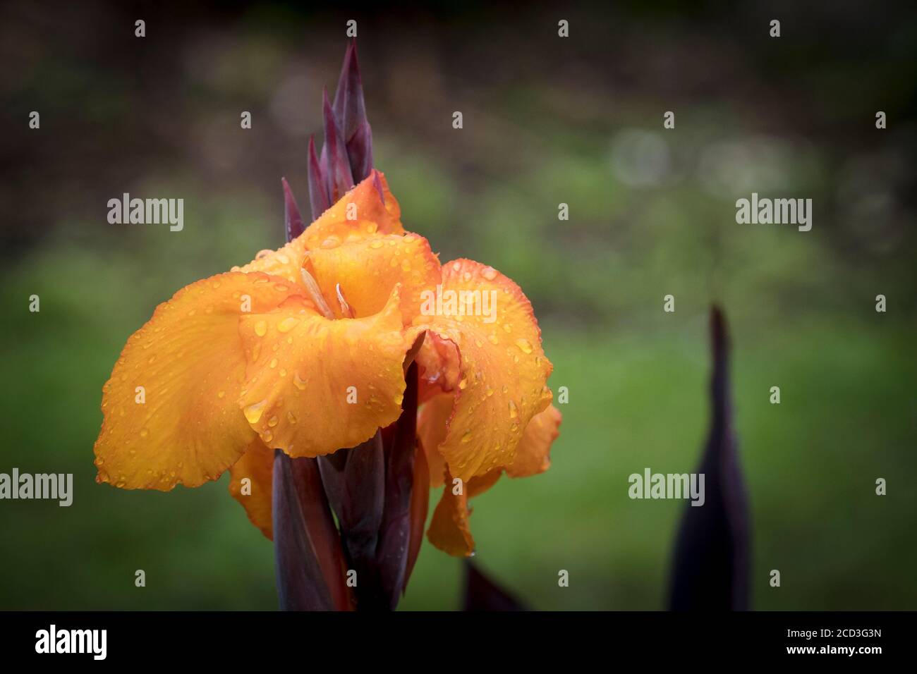 Regen Tröpfchen auf den Blütenblättern der Blütenblüte einer Canna Lily. Stockfoto