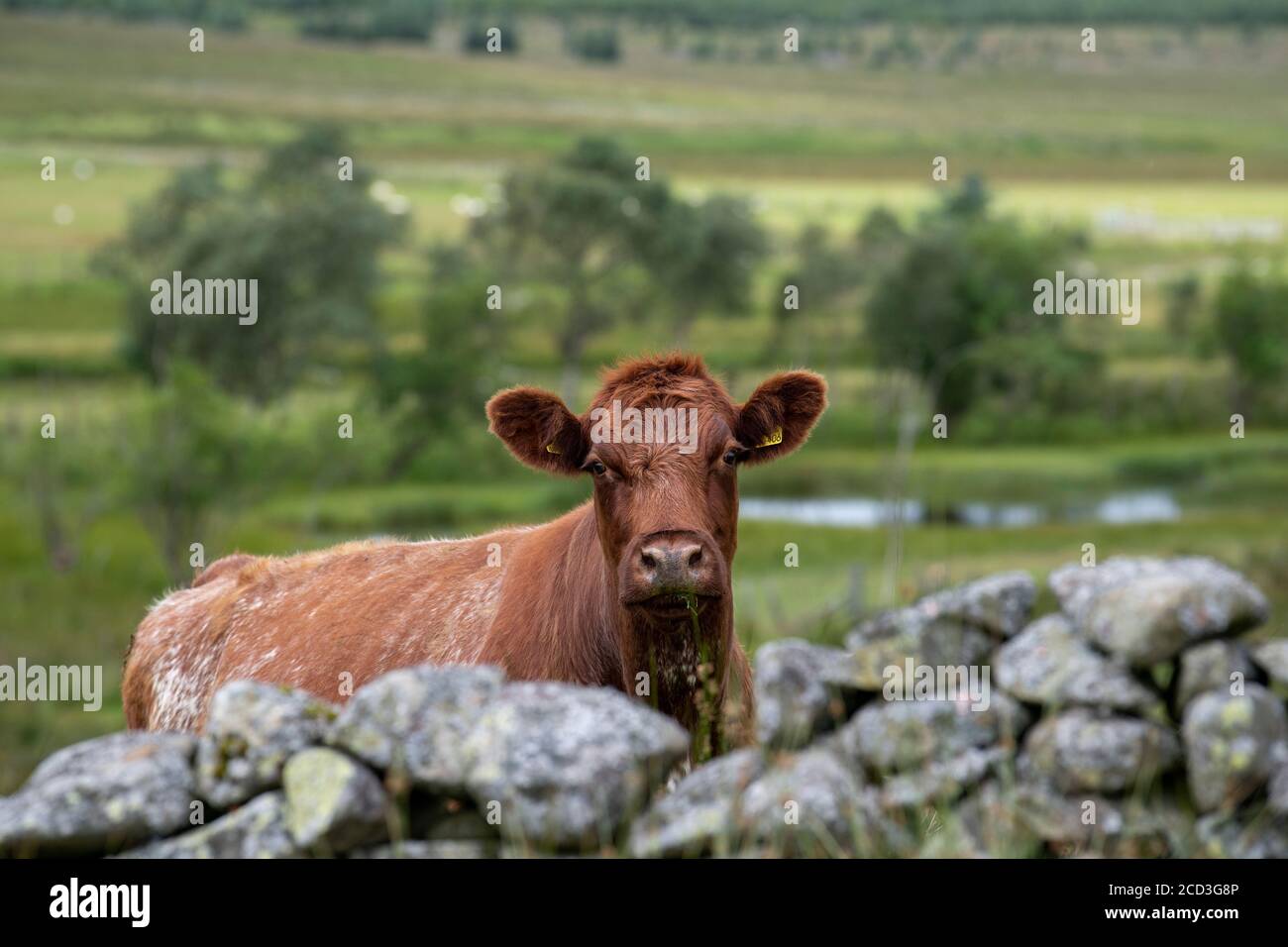 Luing Kuh mit Blick auf eine alte Trockensteinmauer, Elvanfoot, Schottland, Großbritannien. Stockfoto