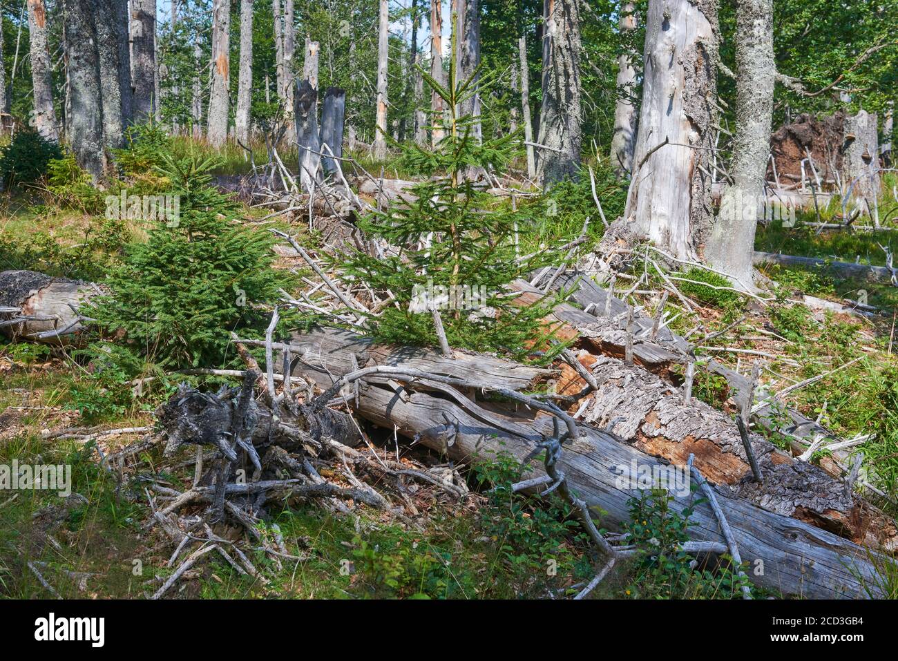 Sümpfe und kleine Seen im Gebiet Latschenfilz, Nationalpark Bayerischer Wald, Deutschland. Toter Wald und natürliche Waldregeneration ohne menschliches Intervent Stockfoto