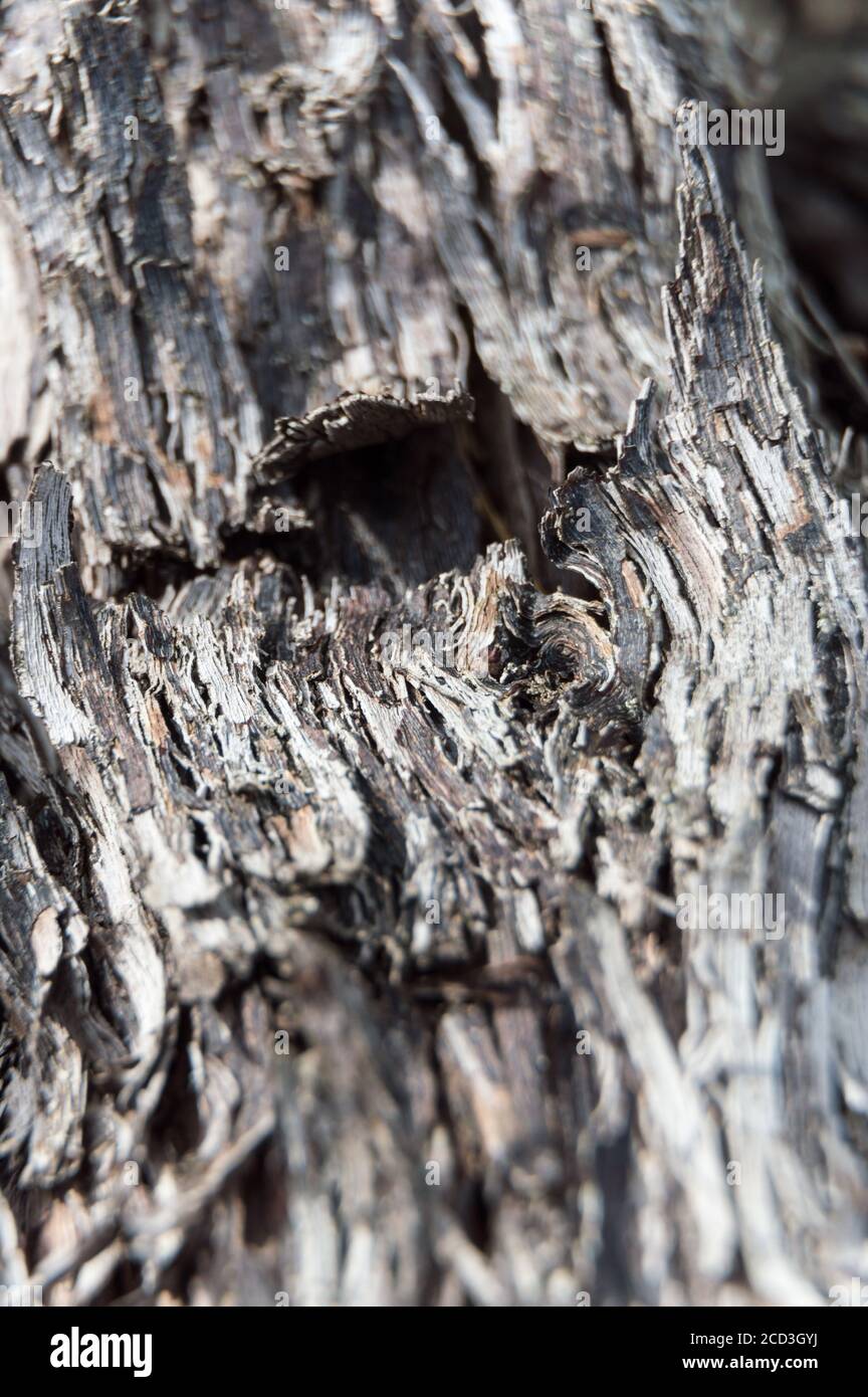 Detailreicher knobby Rindenstamm eines alten Baumes Stockfoto