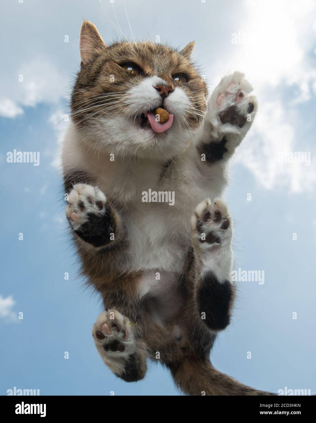 Bodenansicht einer gestromten weißen britischen Kurzhaarkatze Auf Glas im Freien vor dem Himmel im Hintergrund Essen Trockenfutter Leckereien Stockfoto