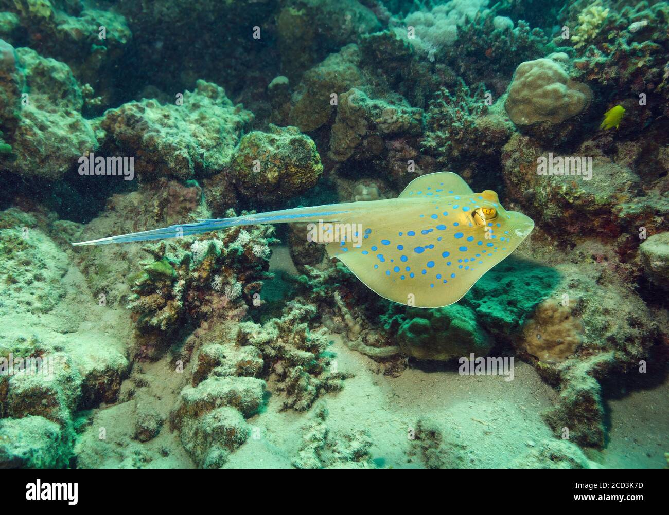 Blau gepunkteter Stingray, Taeniura lympa, Marsa Alam, Ägypten Stockfoto