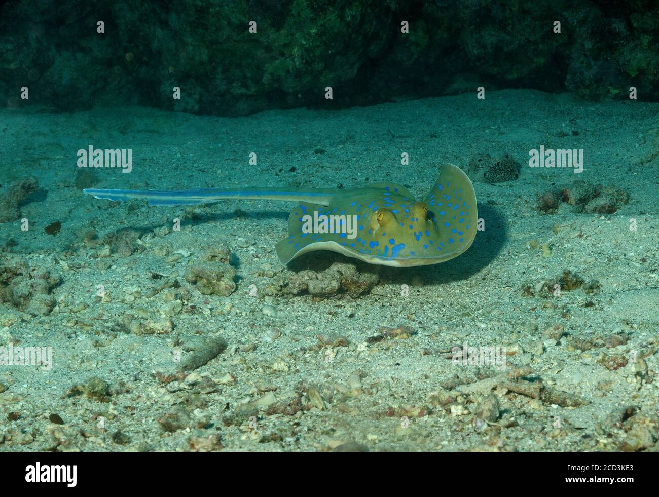 Blau gepunkteter Stingray, Taeniura lympa, Marsa Alam, Ägypten Stockfoto