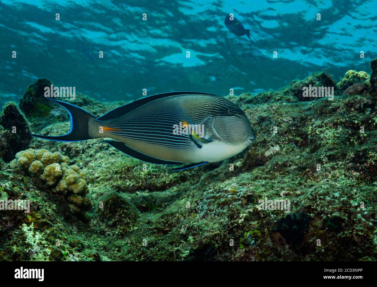 Sohal Surgeonfish, acanthurus sohal, auf Korallenriff, Marsa Alam, Ägypten Stockfoto
