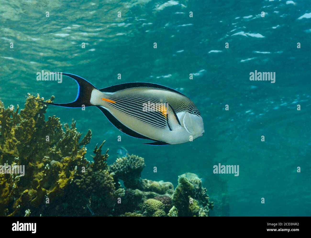 Sohal Surgeonfish, acanthurus sohal, auf Korallenriff, Marsa Alam, Ägypten Stockfoto