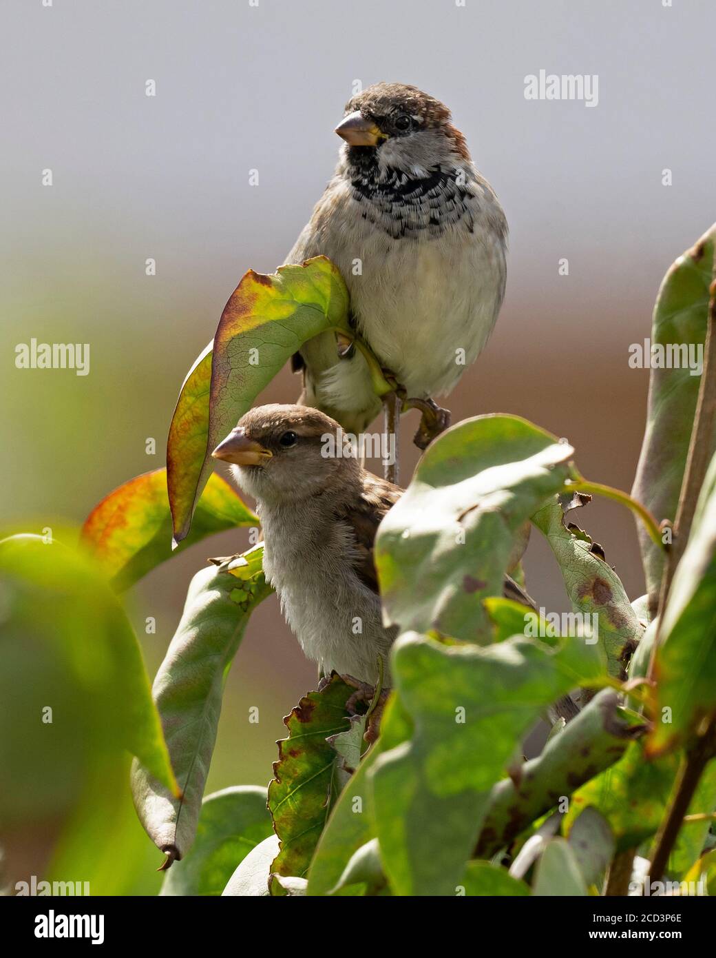 Männliche und weibliche Haussperlinge, Passer domesticus. Stockfoto
