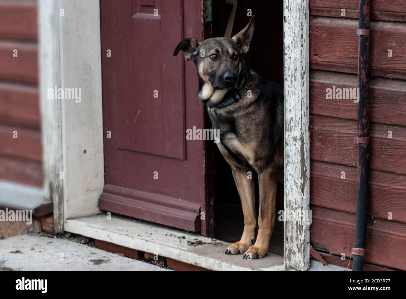 Mischrassen Hund (halbdeutscher Schäferhund) Warten vor der Haustür eines alten Holzhauses Stockfoto