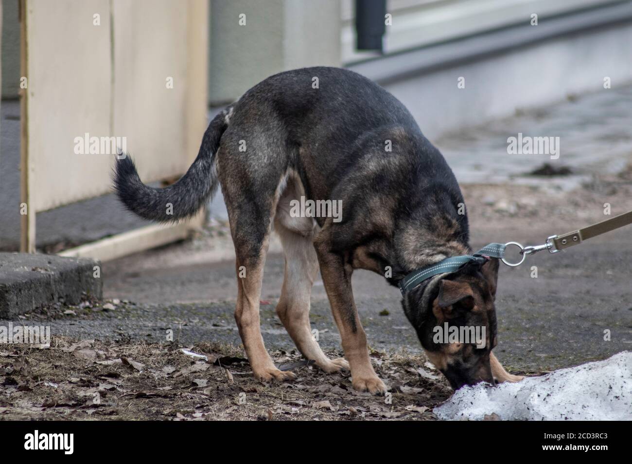 Großer Hund mit braunem Fell schnüffelt nach etwas auf dem Masse Stockfoto