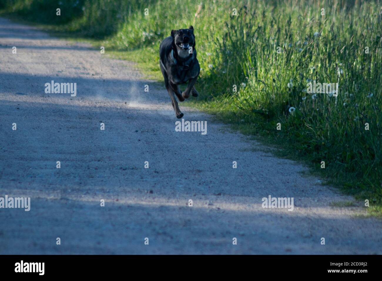 Glücklicher Hund läuft in der Natur Stockfoto