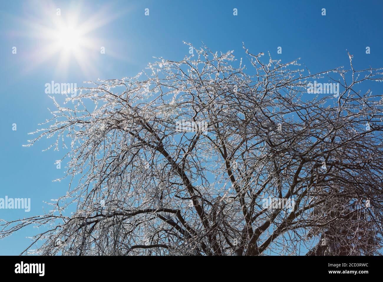 Laubbaum nach Eissturm im Frühjahr gegen blauen Himmel. Stockfoto
