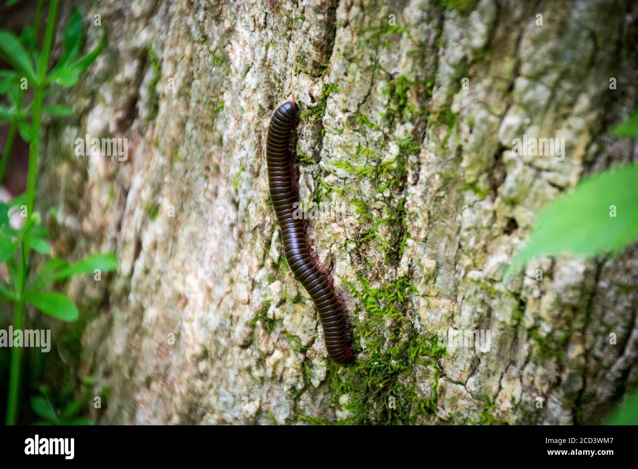 Ein roter und schwarzer Tausendfüßler mit seinen vielen Beinen klettert die graue Baumrinde eines isolierten Waldes hinauf. Stockfoto