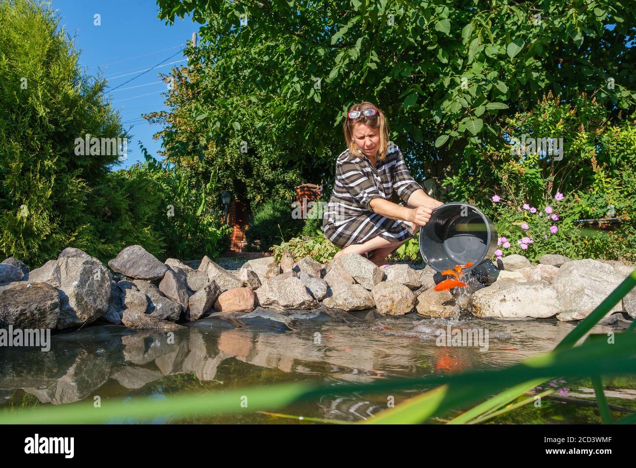 Frau gießt Goldfische aus dem Eimer in dekorative Gartenfische Teich Stockfoto