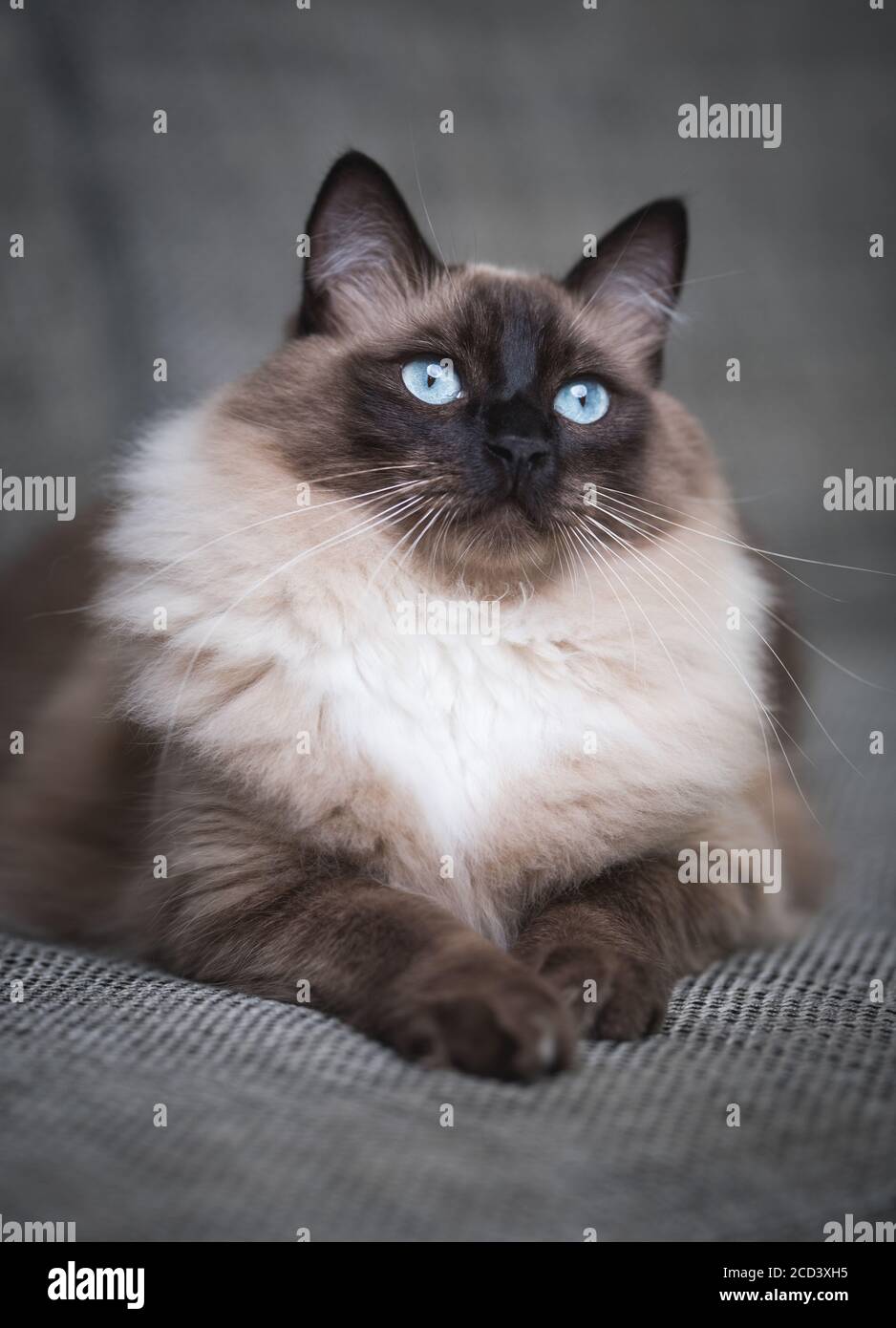 Seal Colourpoint Ragdoll Cat entspannend auf einem grauen Sofa Stockfoto