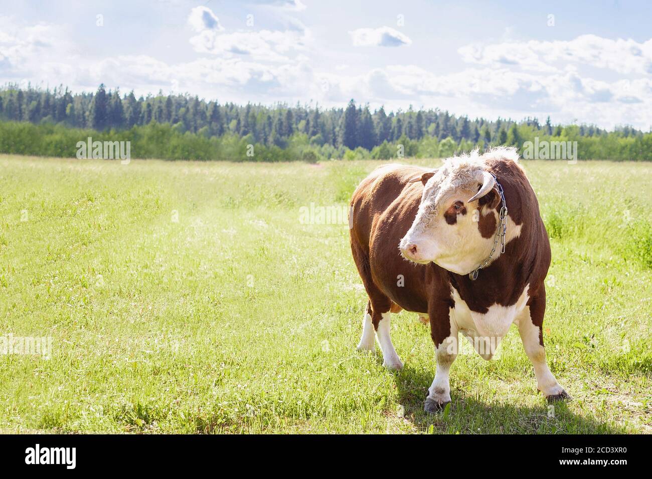 Ein Stier, ein großer Stier mit einem Ring in der Nase, stand