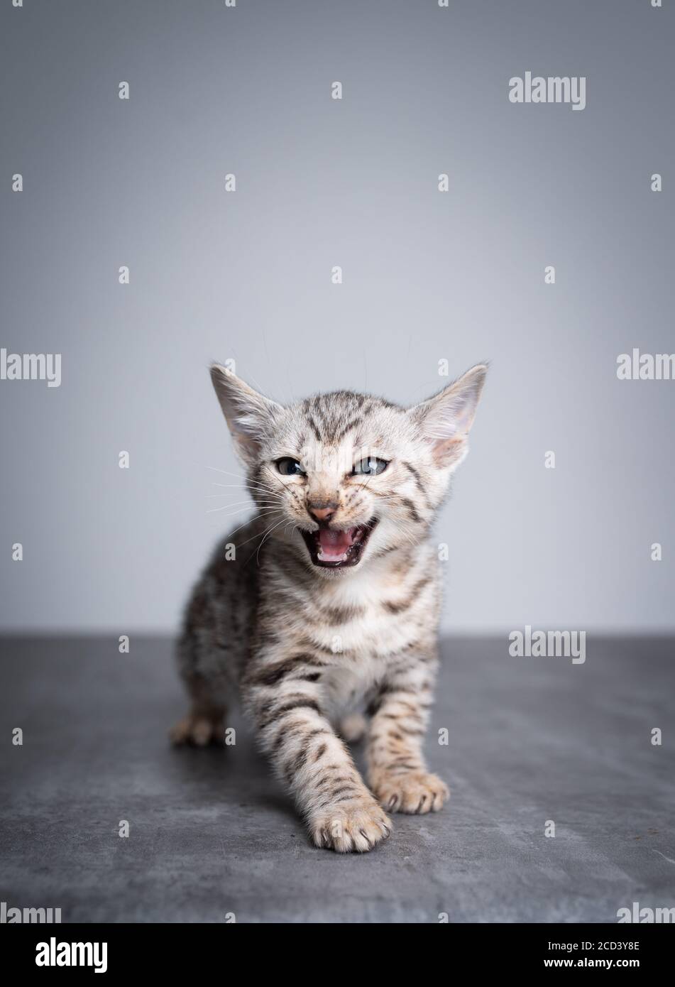 8 Wochen altes schwarz silber gestrosetttes bengal Kätzchen stehend Auf dem Betonboden sieht es neugierig aus Stockfoto
